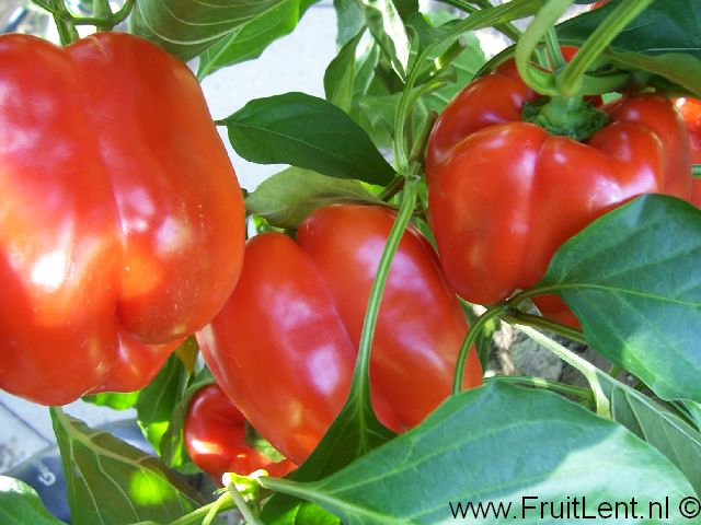 Salsa - Afbeelding 4