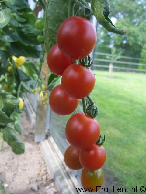 suncherry2