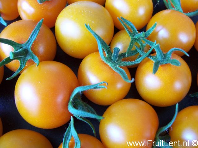sungold