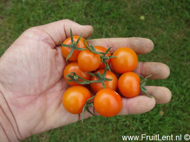 sungold5