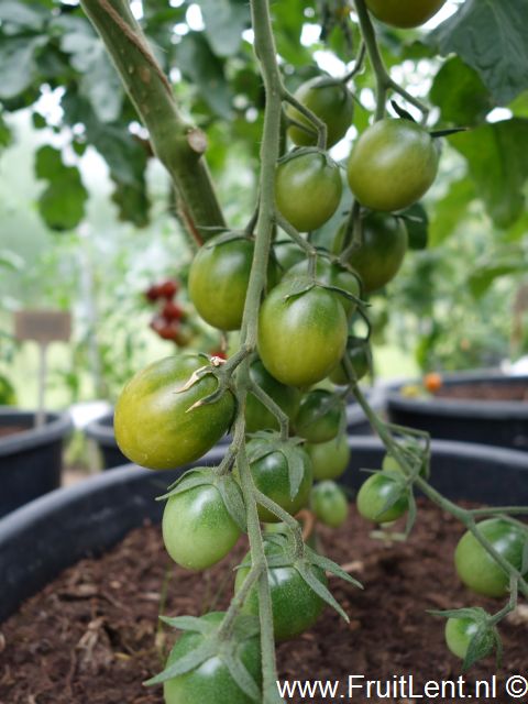 sungreen1