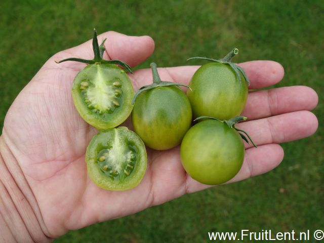 sungreen