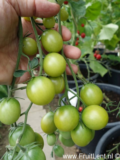 sungreen4