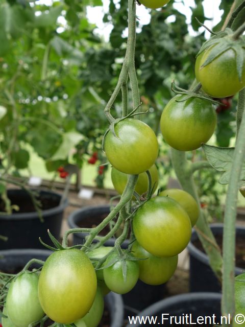 sungreen5
