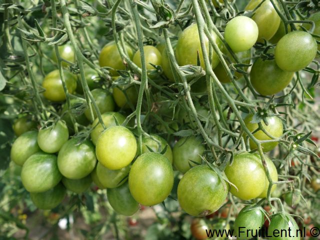 sungreen6