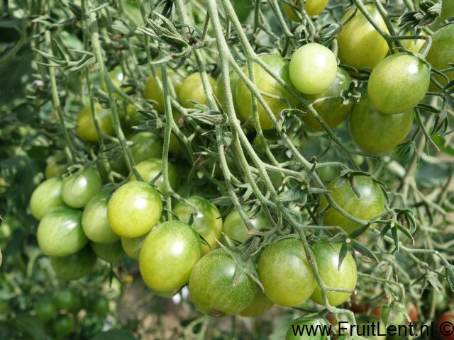 sungreen7