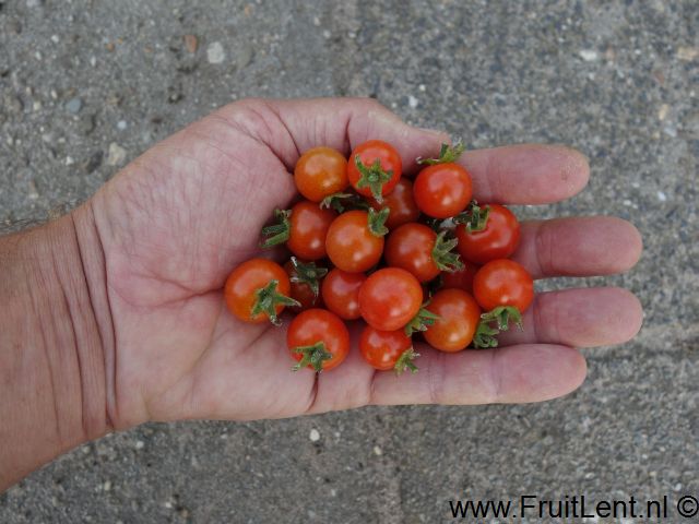 tomatito_de_jalapa1