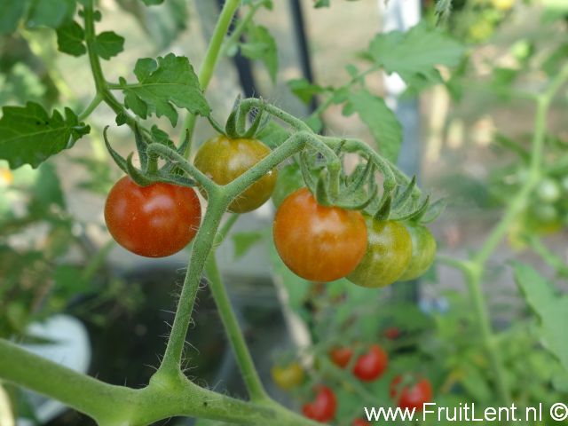 tomatito_de_jalapa2