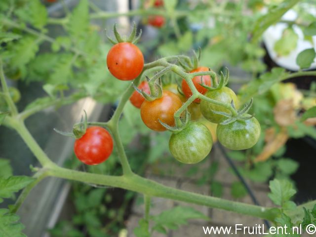 tomatito_de_jalapa3
