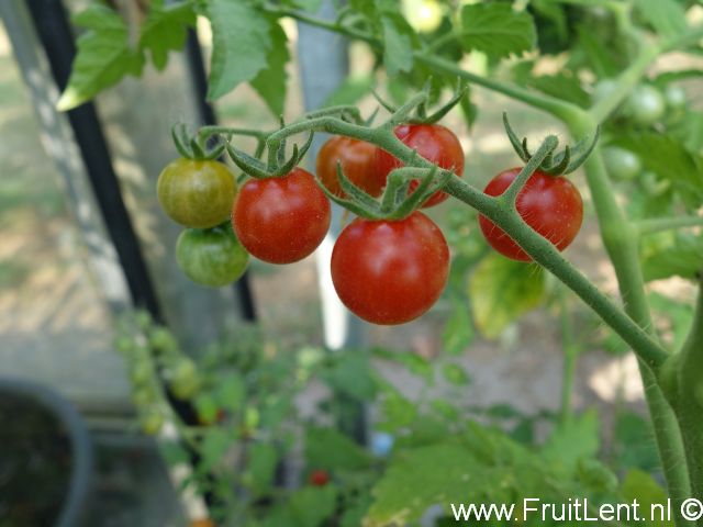 tomatito_de_jalapa4