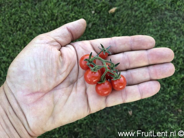 tomatito_de_jalapa5