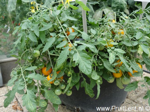 tumbling_tom_yellow3