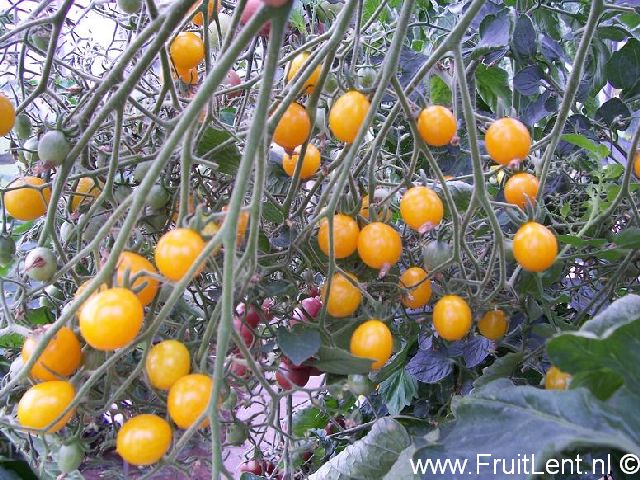 yellow grape