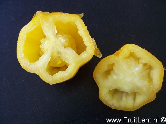 yellow_stuffer2