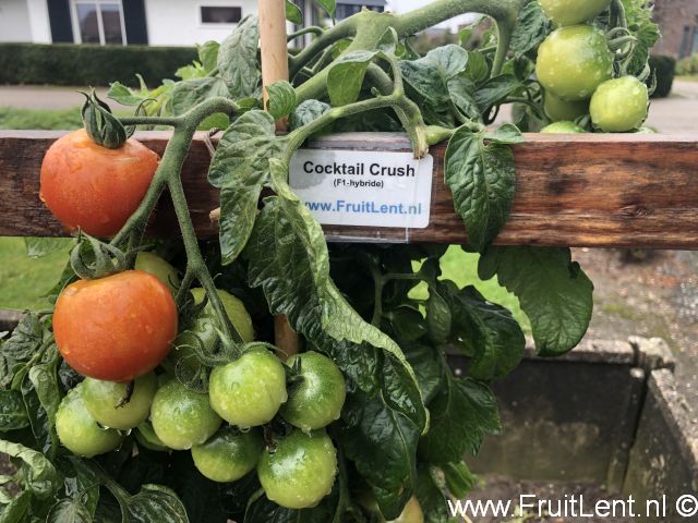 cocktail crush