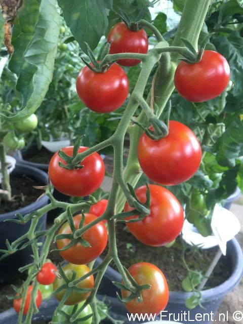 Gardeners Delight Gardeners Delight