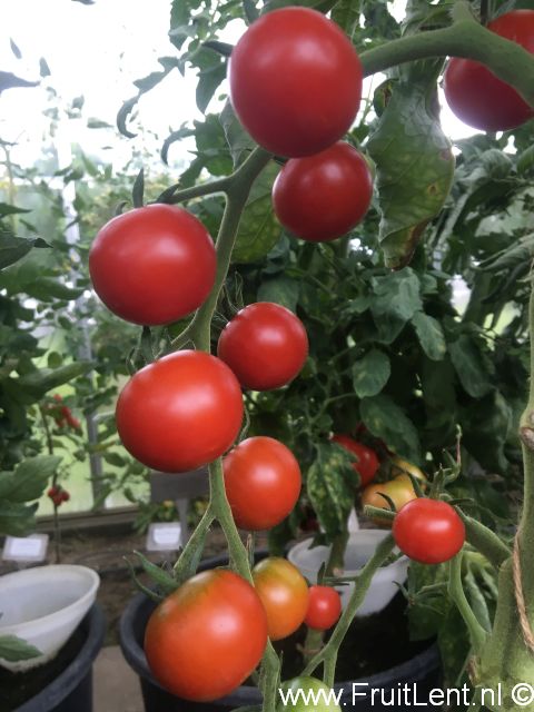 Gardeners Delight Gardeners Delight