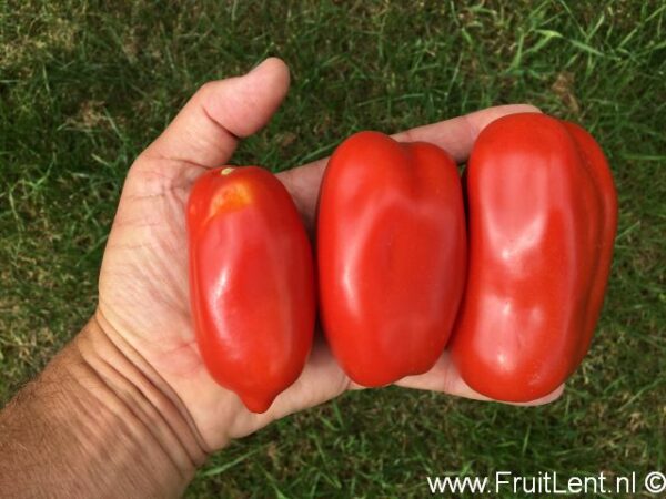 San Marzano 3