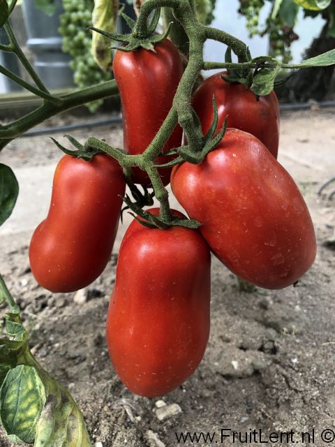 scatolone_di_bolsena Scatolone di Bolsena