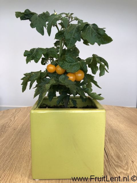 yellow_tom (4)