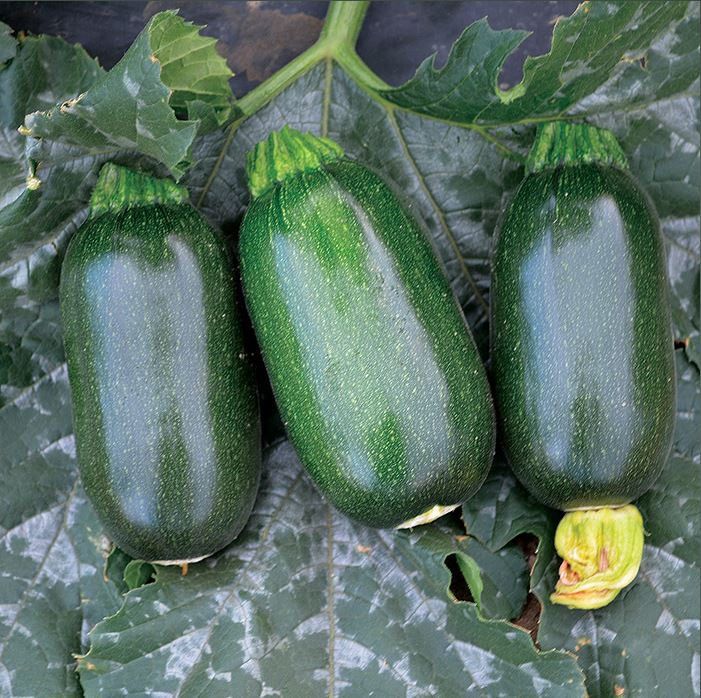 Green Griller (F1-hybride) - Afbeelding 4