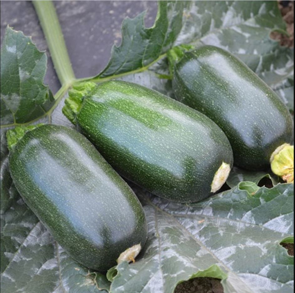 Green Griller (F1-hybride) - Afbeelding 3