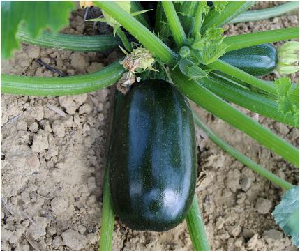 Green Griller (F1-hybride) - Afbeelding 5