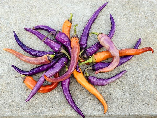 pepper-buena-mulata-lss-000_7314