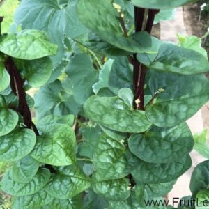 Malabar klimspinazie