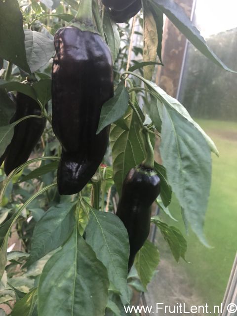 Black Knight (6)