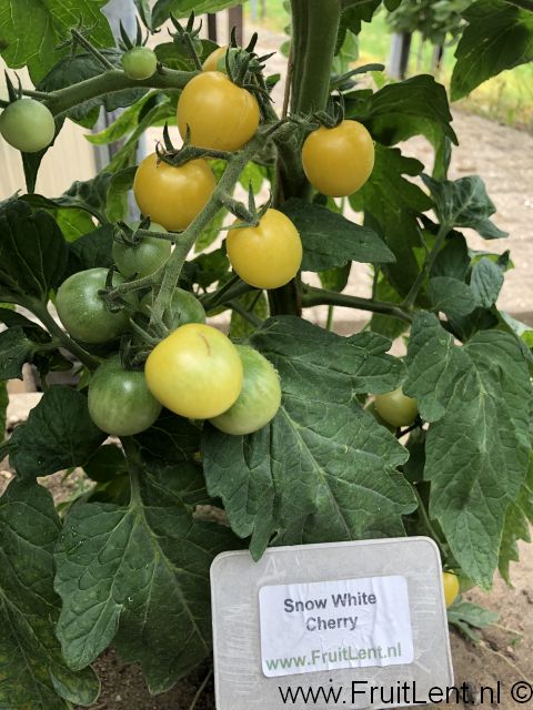 Snow White Cherry (3)