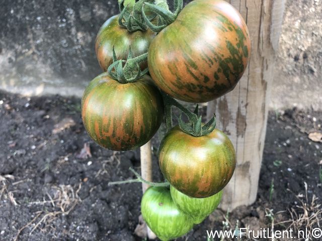 Purple Zebra