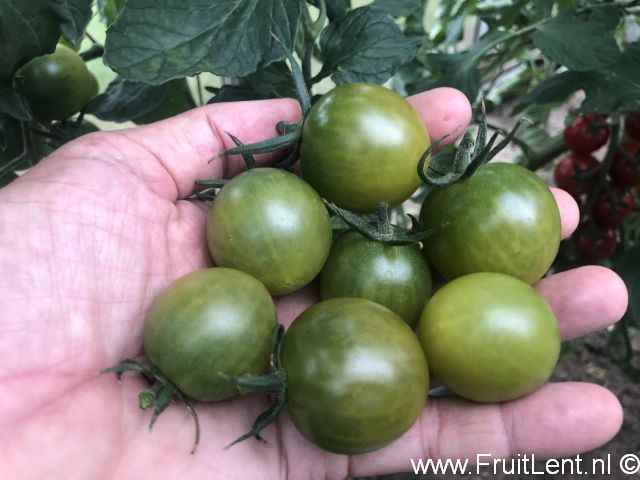 Sungreen 4029