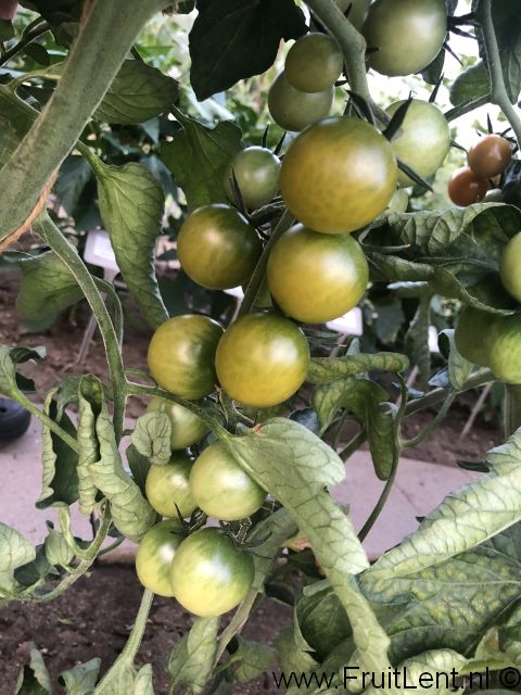 Sungreen 4029