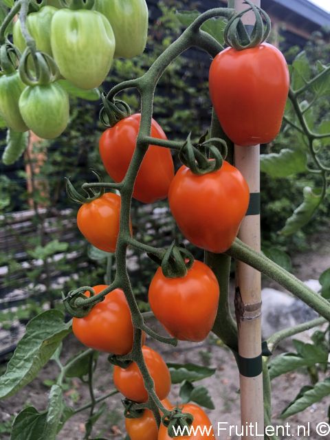 Appleberry Orange (1)