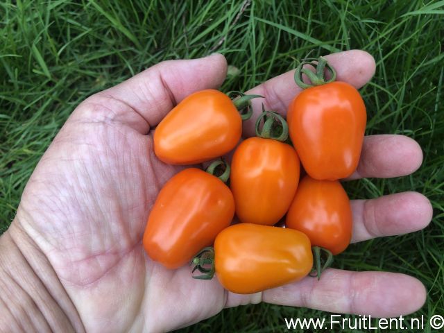 Appleberry Orange (2)