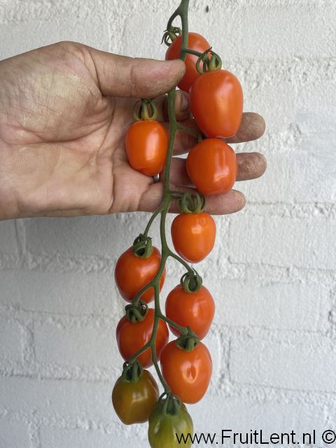 Appleberry Orange (3)