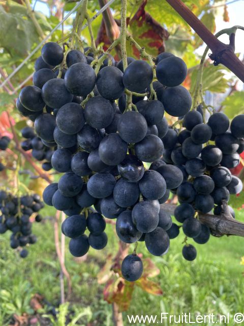 Muscat Bleu