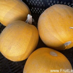 Melonette Jaspée de Vendée