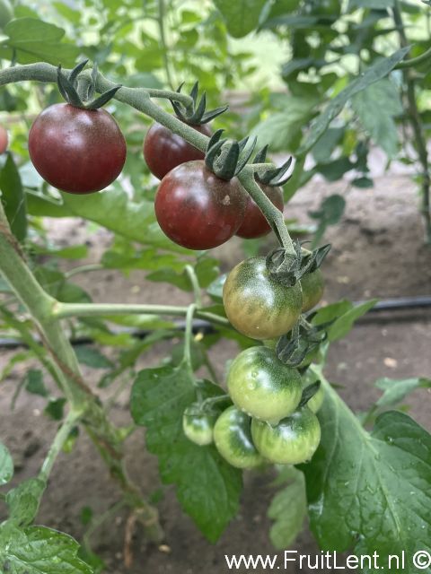Rosella (3)
