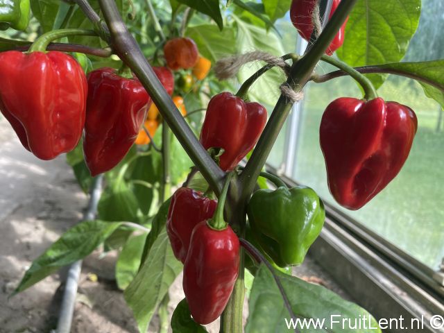 Bhut Jolokia Purple - Afbeelding 3