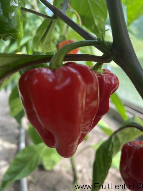 Bhut Jolokia Purple - Afbeelding 4