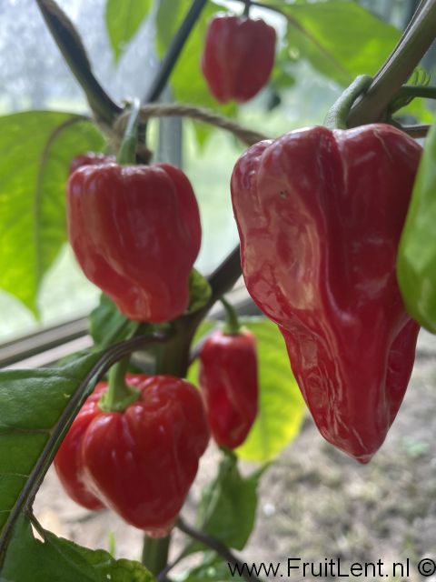 Bhut Jolokia Purple - Afbeelding 2