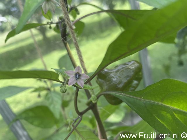 Bhut Jolokia Purple - Afbeelding 8