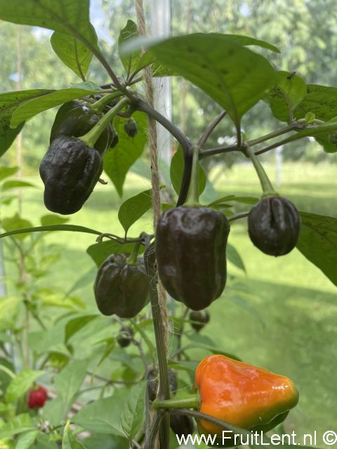 Bhut Jolokia Purple - Afbeelding 7