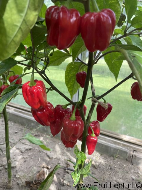 Bhut Jolokia Purple - Afbeelding 6