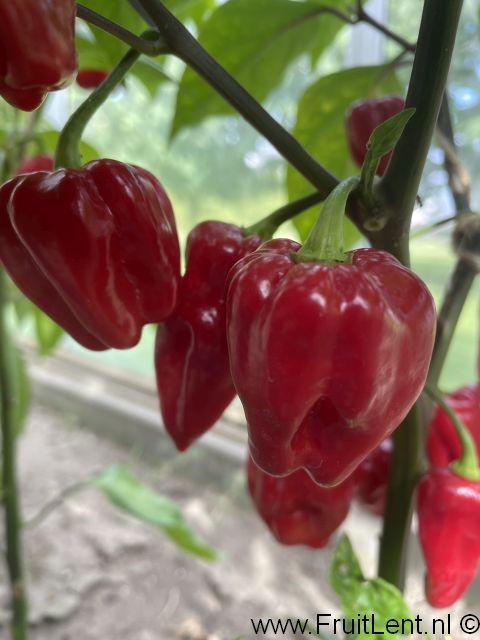 Bhut Jolokia Purple - Afbeelding 5