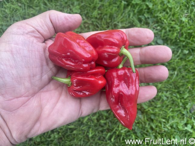 Bhut Jolokia Purple