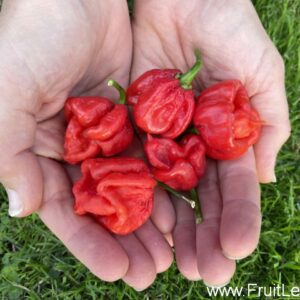 Carolina Reaper