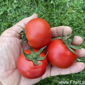 FruitLent test 2024.T (F1-hybride)